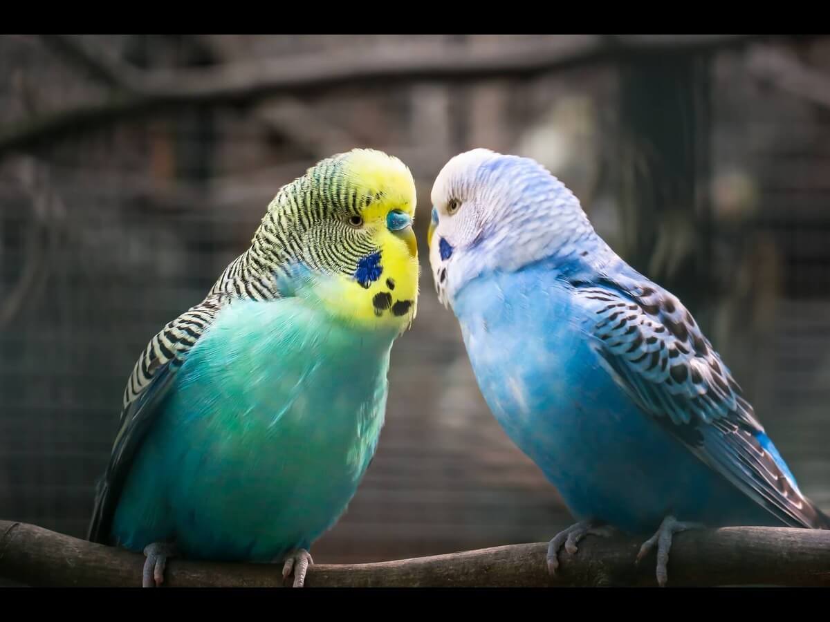 two birds on a branch