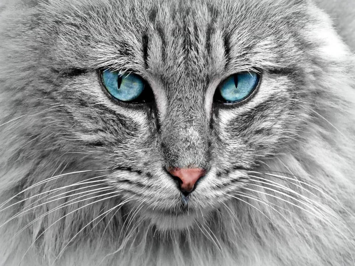 grey cat face