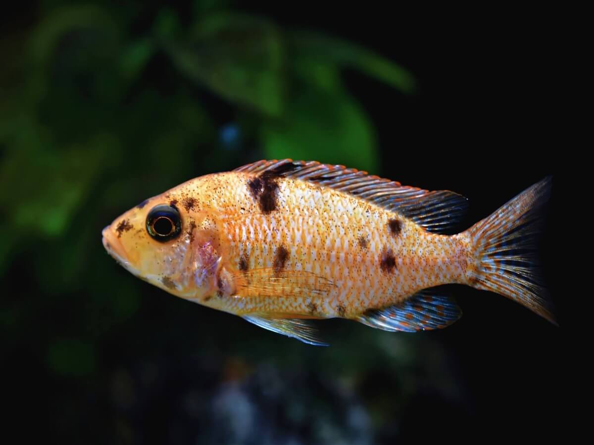 orange fish