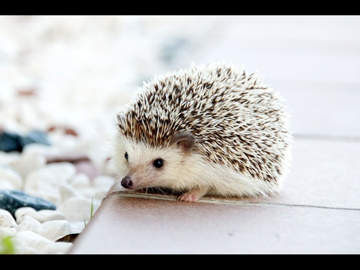 small hedgehog