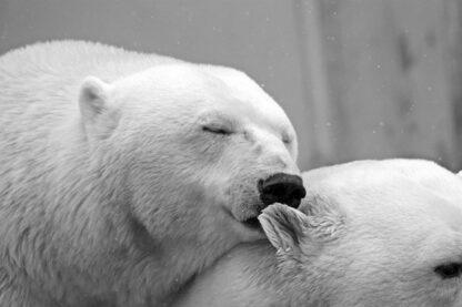 Extreme Vacation: Photograph the Polar Bears in Churchill, Manitoba - Image 6