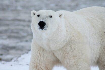 Extreme Vacation: Photograph the Polar Bears in Churchill, Manitoba - Image 4