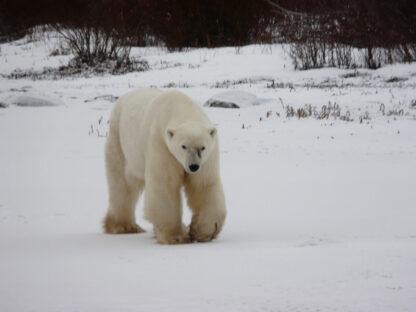 Extreme Vacation: Photograph the Polar Bears in Churchill, Manitoba - Image 2