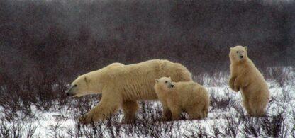 Extreme Vacation: Photograph the Polar Bears in Churchill, Manitoba - Image 3