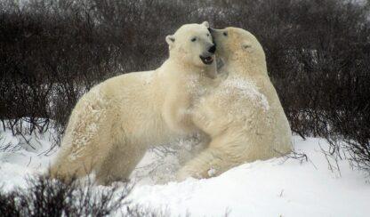 Extreme Vacation: Photograph the Polar Bears in Churchill, Manitoba