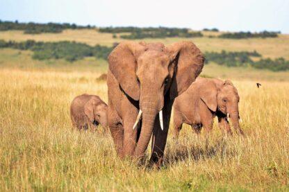 Extreme Vacation: Safari to the Masai Mara Reserve - Image 6
