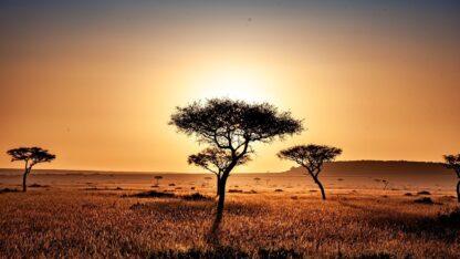 Extreme Vacation: Safari to the Masai Mara Reserve - Image 3