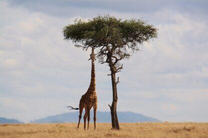 Extreme Vacation: Safari to the Masai Mara Reserve - Image 5