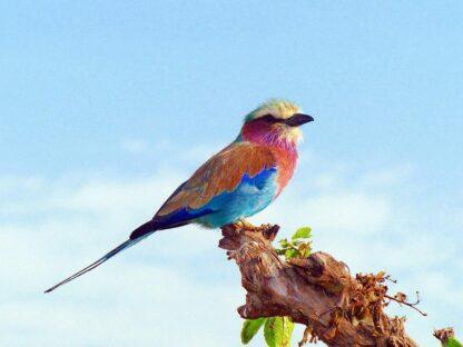 Extreme Vacation: Safari to the Masai Mara Reserve - Image 2
