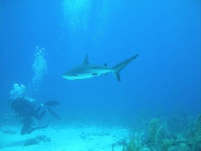 Extreme Vacation: Swimming with Sharks in the Bahamas - Image 7
