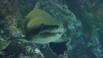 Extreme Vacation: Swimming with Sharks in the Bahamas - Image 5