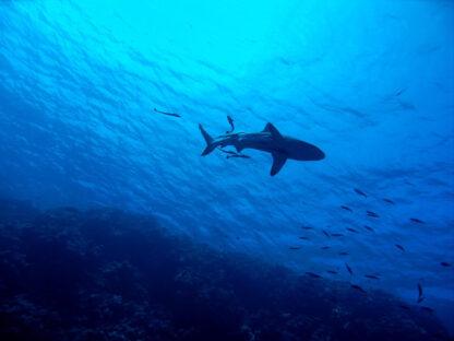 Extreme Vacation: Swimming with Sharks in the Bahamas - Image 6