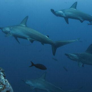 Extreme Vacation: Swimming with Sharks in the Bahamas
