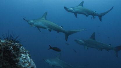 Extreme Vacation: Swimming with Sharks in the Bahamas