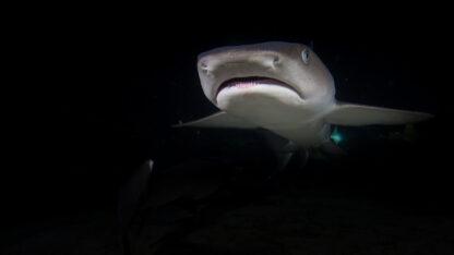 Extreme Vacation: Swimming with Sharks in the Bahamas - Image 4