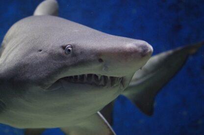 Extreme Vacation: Swimming with Sharks in the Bahamas - Image 2