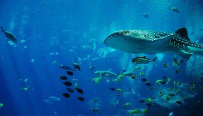 Extreme Vacation: Swimming with Sharks in the Bahamas - Image 3